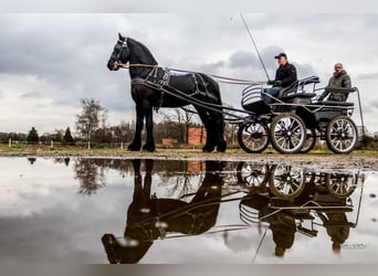 Friesian horses, Stallion, 8 years, 16 hh, Black