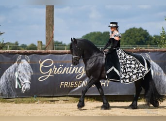 Friesian horses, Stallion, 8 years, 16 hh, Black