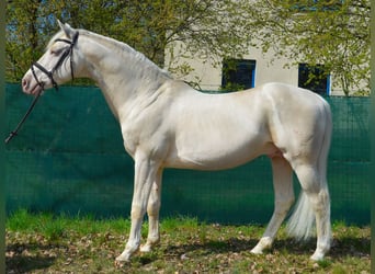 German Riding Horse, Stallion, 19 years, 16 hh, Cremello