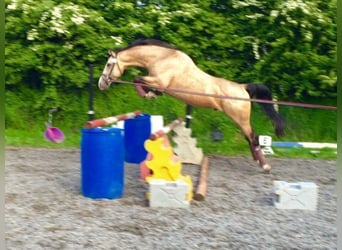German Riding Horse, Stallion, 19 years, 16 hh, Cremello