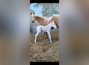 German Riding Horse, Stallion, Foal (04/2026), 16.1 hh, Cremello