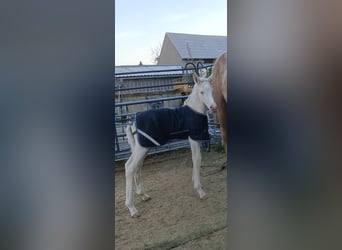 German Riding Horse, Stallion, Foal (04/2026), 16.1 hh, Cremello