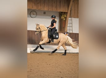 German Riding Pony, Gelding, 4 years, 14.2 hh, Palomino