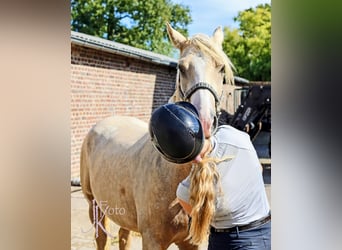 German Riding Pony, Gelding, 4 years, 14.2 hh, Palomino