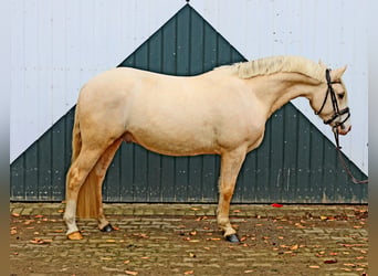 German Riding Pony, Gelding, 4 years, 14.2 hh, Palomino