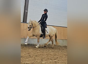 German Riding Pony, Gelding, 4 years, 14.2 hh, Palomino