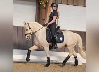 German Riding Pony, Gelding, 4 years, 14.2 hh, Palomino