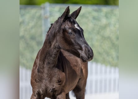 German Riding Pony, Mare, Foal (02/2026), Black