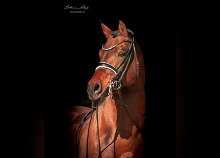 German Riding Pony, Stallion, 19 years, 14.2 hh, Brown