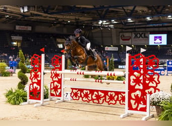 German Riding Pony, Stallion, 10 years, 14.1 hh, Brown