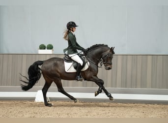 German Riding Pony, Stallion, 16 years, 14.1 hh, Brown
