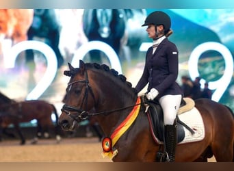 German Riding Pony, Stallion, 16 years, 14.1 hh, Brown