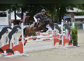 German Riding Pony, Stallion, 16 years, 14.1 hh, Brown