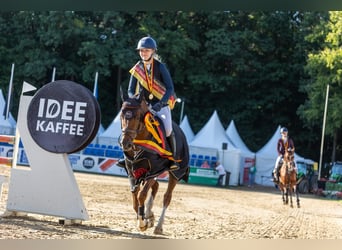 German Riding Pony, Stallion, 6 years, 14.1 hh, Chestnut-Red