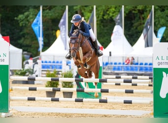 German Riding Pony, Stallion, 6 years, 14.1 hh, Chestnut-Red