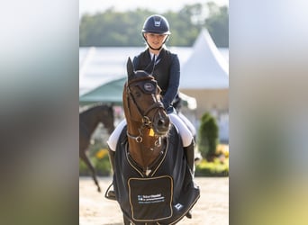 German Riding Pony, Stallion, 6 years, 14.1 hh, Chestnut-Red