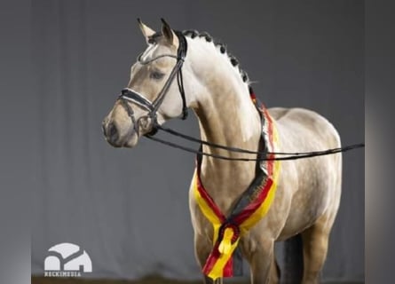 German Riding Pony, Stallion, 7 years, 14.2 hh, Dun