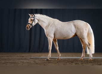 German Riding Pony, Stallion, 4 years, 14.1 hh, Palomino