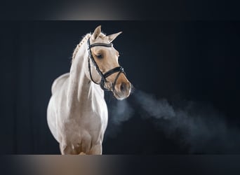 German Riding Pony, Stallion, 4 years, 14.1 hh, Palomino