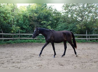 German Sport Horse, Gelding, 3 years, 16 hh, Smoky-Black