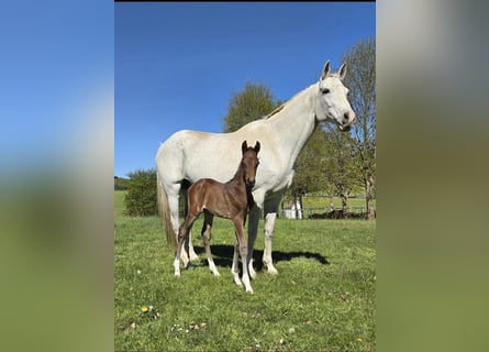 German Sport Horse, Stallion, Foal (04/2026), Brown