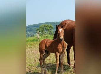 American Quarter Horse, Stallion, 6 years, 14.1 hh, Palomino