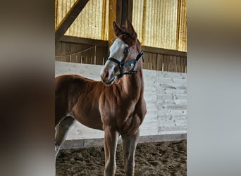 American Quarter Horse, Stallion, 6 years, 14.1 hh, Palomino