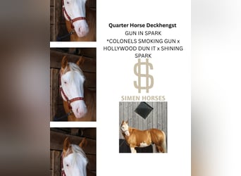 American Quarter Horse, Stallion, 6 years, 14.1 hh, Palomino