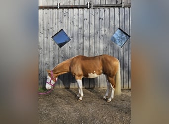 American Quarter Horse, Stallion, 6 years, 14.1 hh, Palomino