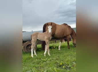 American Quarter Horse, Stallion, 6 years, 14.1 hh, Palomino
