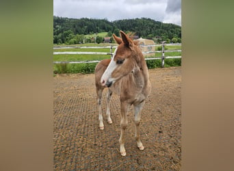 American Quarter Horse, Stallion, 6 years, 14.1 hh, Palomino
