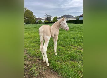 American Quarter Horse, Stallion, 6 years, 14.1 hh, Palomino