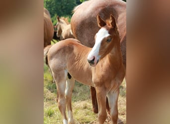 American Quarter Horse, Stallion, 6 years, 14.1 hh, Palomino