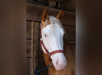 American Quarter Horse, Stallion, 6 years, 14.1 hh, Palomino