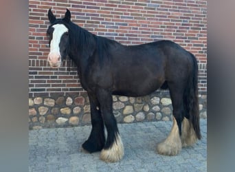 Gypsy Horse, Gelding, 3 years, 14.1 hh, Black