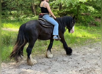 Gypsy Horse, Gelding, 3 years, 14.1 hh, Black