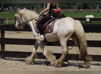 Gypsy Horse, Gelding, 4 years, 14 hh, Grey
