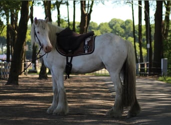 Gypsy Horse, Gelding, 4 years, 14 hh, Grey