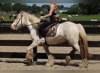 Gypsy Horse, Gelding, 4 years, 14 hh, Grey