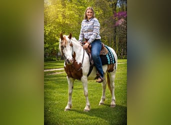 Gypsy Horse, Gelding, 6 years, 15.1 hh, Pinto