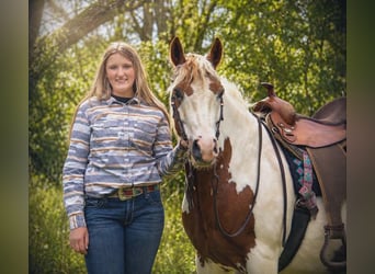 Gypsy Horse, Gelding, 6 years, 15.1 hh, Pinto