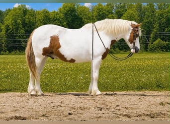 Gypsy Horse, Gelding, 6 years, 15.1 hh, Pinto