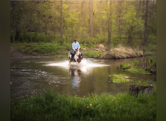 Gypsy Horse, Gelding, 6 years, 15.1 hh, Pinto
