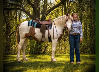 Gypsy Horse, Gelding, 6 years, 15.1 hh, Pinto