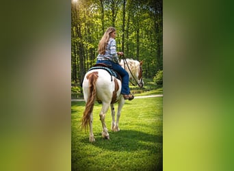 Gypsy Horse, Gelding, 6 years, 15.1 hh, Pinto