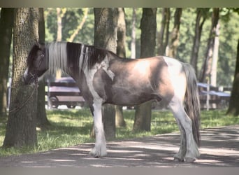 Gypsy Horse Mix, Gelding, 9 years, 13.2 hh, Pinto