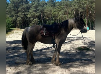 Gypsy Horse Mix, Gelding, 9 years, 13.2 hh, Pinto