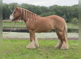 Gypsy Horse, Mare, 13 years, 14.2 hh, Chestnut