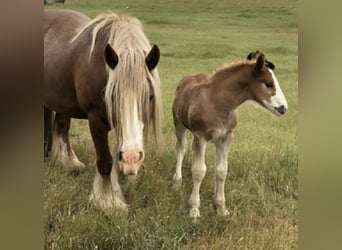 Gypsy Horse, Mare, 13 years, 14.2 hh, Chestnut