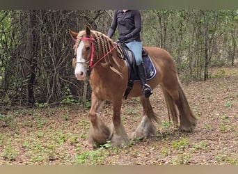 Gypsy Horse, Mare, 13 years, 14.2 hh, Chestnut